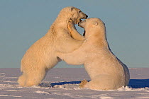 Polar bears (Ursus maritimus) two juveniles fighting, along a barrier island outside Kaktovik, Alaska, USA.