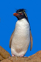 Rockhopper penguin (Eudyptes chrysocome chrysocome) Saunders Island, Falkland Islands.
