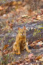 Jungle cat (Felis chaus) Bandhavgarh National Park, Madhya Pradesh, India.