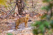Jungle cat (Felis chaus) Bandhavgarh  National Park, Madhya Pradesh, India.