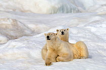 Polar bear (Ursus maritimus) adult female with young age one year and a half. Wrangel island, Far East Russia.