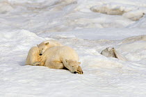 Polar bear (Ursus maritimus) adult female with cub, one year and a half old, Wrangel island, Far East Russia.
