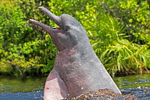 Amazon river dolphin (Inia geoffrensis) leaping out of water, Rio Negro, Amazonas, Brazil.
