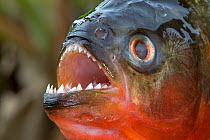 Red-bellied piranha or red piranha (Pygocentrus nattereri) out of water, close up of teeth, Rio Negro, Amazonas, Brazil.