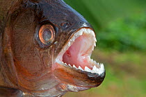 Redeye Piranha ( Serrasalmus rhombeus / niger ) out of water, close up of teeth, Rio Negro, Amazonas, Brazil.