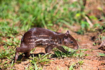 Lowland paca  or Spotted paca (Cuniculus paca), baby, Amazonas, Brazil.