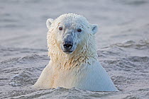Polar Bear (Ursus maritimus), adult male swimming on a  barrier island outside Kaktovik, Alaska, USA.