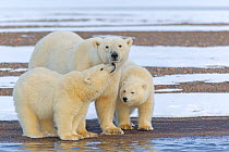 Polar bear (Ursus maritimus), female with two cubs, on a barrier island outside Kaktovik, Alaska, USA.