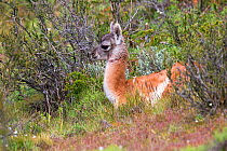 Guanaco (Lama guanicoe) calf, Torres del Paine National Park, Patagonia, Chile.