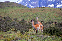 Guanaco (Lama guanicoe) pair mating, Torres del Paine National Park, Patagonia, Chile.