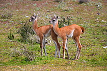 Guanaco (Lama guanicoe), two calves, Torres del Paine National Park, Patagonia, Chile.