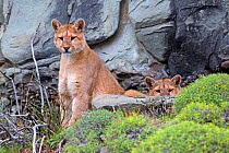 Cougar (Puma concolor) juveniles, age one year, Torres del Paine National Park, Patagonia, Chile.