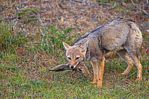 South American gray fox (Lycalopex griseus) adult eating a head of brown hare. Torres del Paine National Park, Patagonia, Chile.