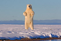 Polar bears (Ursus maritimus) standing up on hind legs,  barrier island outside Kaktovik, Alaska, USA. September.