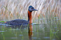 Great grebe (Podiceps major) Torres del Paine National Park, Patagonia, Chile.
