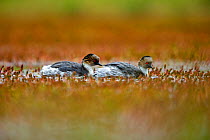 Silvery grebe (Podiceps occipitalis) Torres del Paine National Park, Patagonia, Chile.