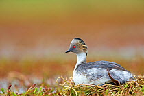 Silvery grebe (Podiceps occipitalis) on nest, Torres del Paine National Park, Patagonia, Chile