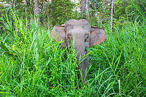 Borneo pygmy elephant (Elephas maximus borneensis) Kinabatangan River, Sabah, Borneo.