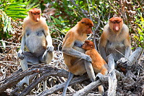Proboscis monkey (Nasalis larvatus) group of females, one suckling baby, Sabah, Borneo.