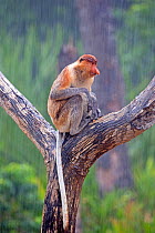 Proboscis monkey (Nasalis larvatus) male in the rain, Sabah, Borneo.