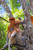 Proboscis monkey (Nasalis larvatus) female with young, Sabah, Borneo.