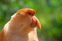 Proboscis monkey (Nasalis larvatus) male, Sabah, Borneo.