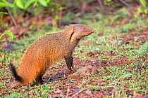 Stripe-necked mongoose (Herpestes vitticollis) Nagarhole National Park, Karnataka, India.