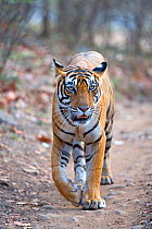 Bengal tiger (Panthera tigris tigris),walking, Ranthambore National Park, Rajasthan, India.