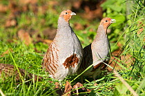 Grey partridge (Perdix perdix) two, Bas Rhin, France.