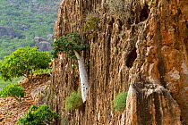 Cucumber tree (Dendrosicyos socotrana) Socotra Island UNESCO World Heritage Site, Yemen.