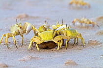 Ghost crab (Socotrapotamon socotrensis)  Socotra Island UNESCO World Heritage Site, Yemen.