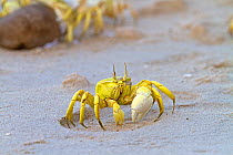 Ghost crab (Socotrapotamon socotrensis )  Socotra Island UNESCO World Heritage Site, Yemen.