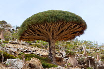 Dragon's blood tree (Dracaena cinnabari) Socotra Island UNESCO World Heritage Site, Yemen.
