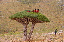 Children who have climbed to the top of a  Dragon tree (Dracaena Cinnabari) Socotra Island UNESCO World Heritage Site, Yemen.