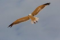 Caspian gull (Larus cachinnans) in flight, Socotra Island UNESCO World Heritage Site, Yemen.