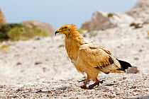 Egyptian vulture  (Neophron percnopterus) on ground,  Socotra Island UNESCO World Heritage Site, Yemen.