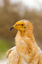 Egyptian vulture  (Neophron percnopterus) Socotra Island, UNESCO World Heritage Site, Yemen.
