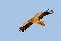 Egyptian vulture  (Neophron percnopterus) in flight, Socotra Island, UNESCO World Heritage Site, Yemen.