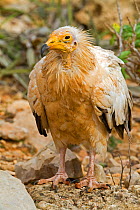 Egyptian vulture (Neophron percnopterus) Socotra Island, UNESCO World Heritage Site, Yemen.
