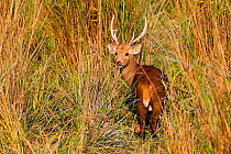 Hog deer (Axis porcinus or Hyelaphus porcinus ) male with antlers, Kaziranga National Park, Assam, India.