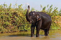 Domesticated Asian elephant ( Elephas maximus ) bathing, Kaziranga National Park, Assam, India.