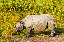Indian rhinoceros (Rhinoceros unicornis) Kaziranga National Park, India.