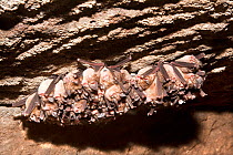 Great Eastern Horseshoe Bat or Woolly Horseshoe Bat (Rhinolophus luctus) Bandhavgarh  National Park, Madhya Pradesh, India.