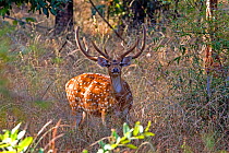 Chital deerl (Axis axis ), male with large antlers, Bandhavgarh National Park, Bandhavgarh, India.
