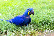 Hyacinth Macaw (Anodorhynchus hyacinthinus) adult, drinking from a pond, Pantanal, Mato Grosso, Brazil.