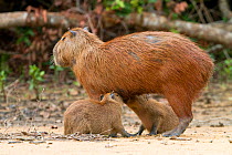 Capybara (Hydrochaeris hydrochaeris) female with two young suckling,  Pantanal, Mato Grosso, Brazil.