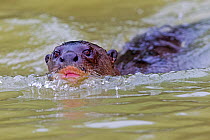 Giant Otter (Pteronura brasiliensis) swimming, Pantanal, Mato Grosso, Brazil.