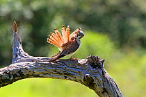 American kestrel (Falco sparverius) preening tail feathers,  Pantanal, Mato Grosso, Brazil.