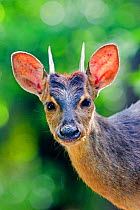 Grey brocket deer (Mazama gouazoubira), Pantanal, Mato Grosso, Brazil.