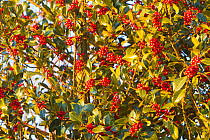 European holly ( Ilex aquifolium) , female tree with red fruits, Haut Rhin, France.
